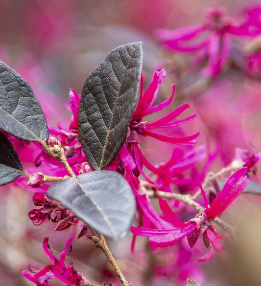 Southern Living Purple Pixie ® Dwarf Weeping Loropetalum