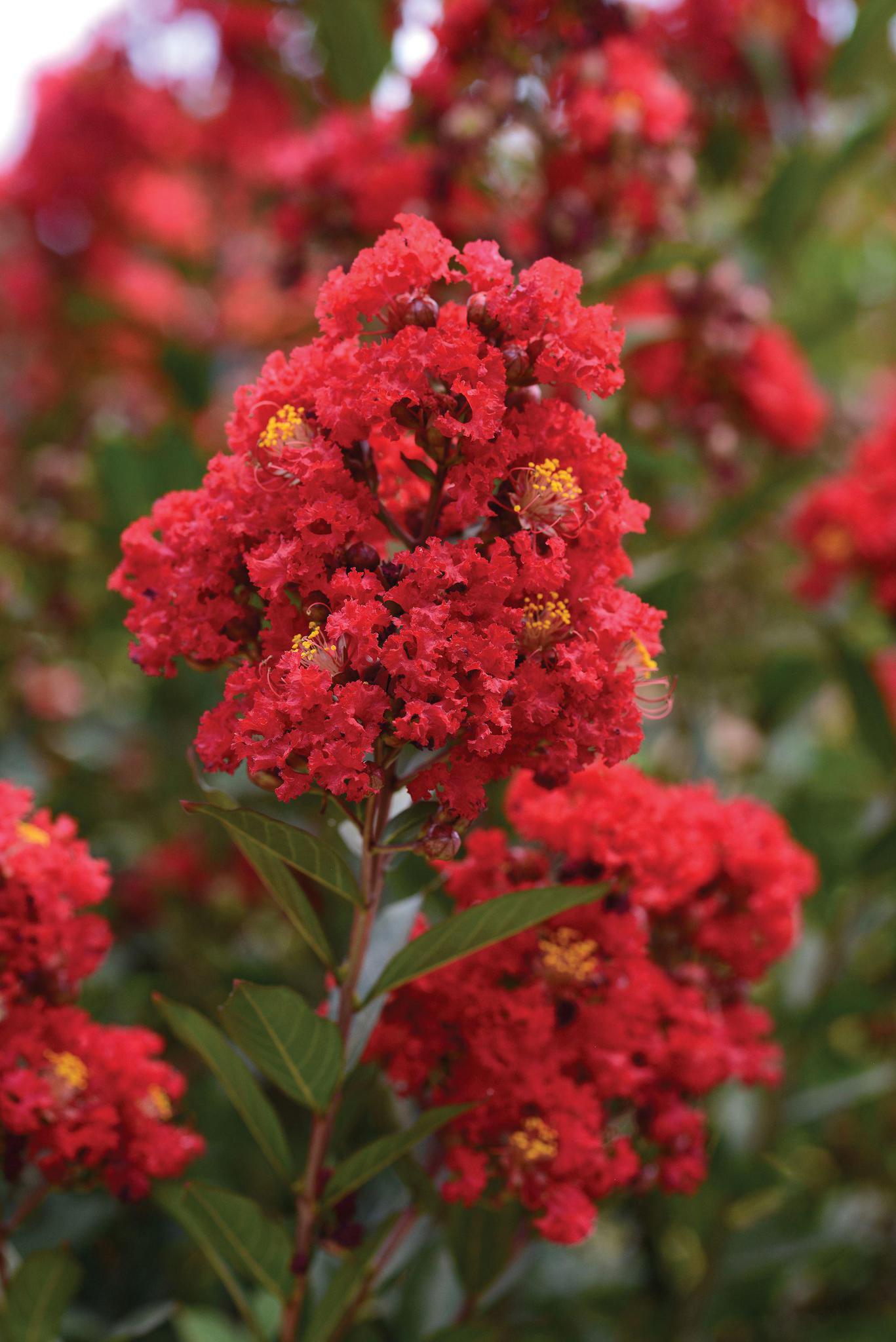 Enduring Red™ Crape Myrtle