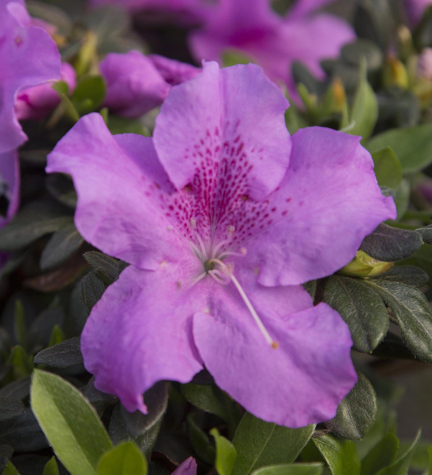 Azalea Encore Autumn Lilac ® – A Bloom Garden Center