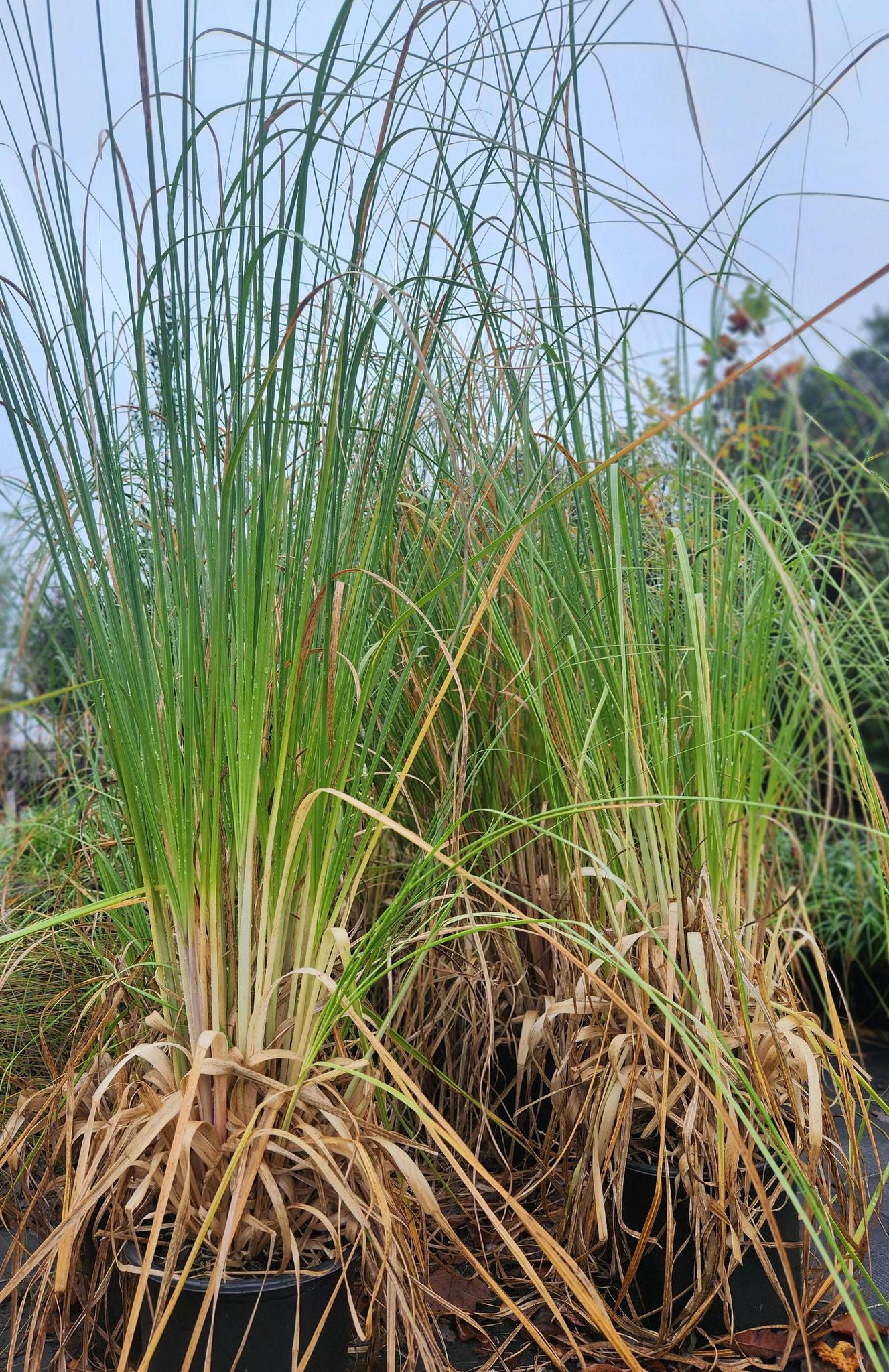 Pampas Grass