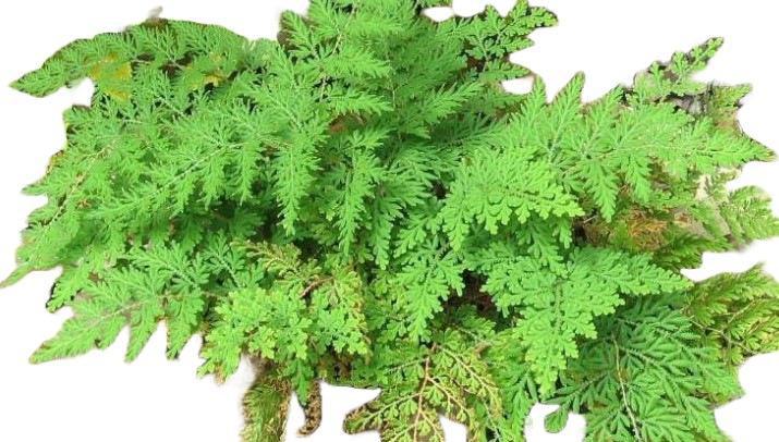 Arborvitae Fern