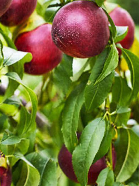 Nectarine Tree