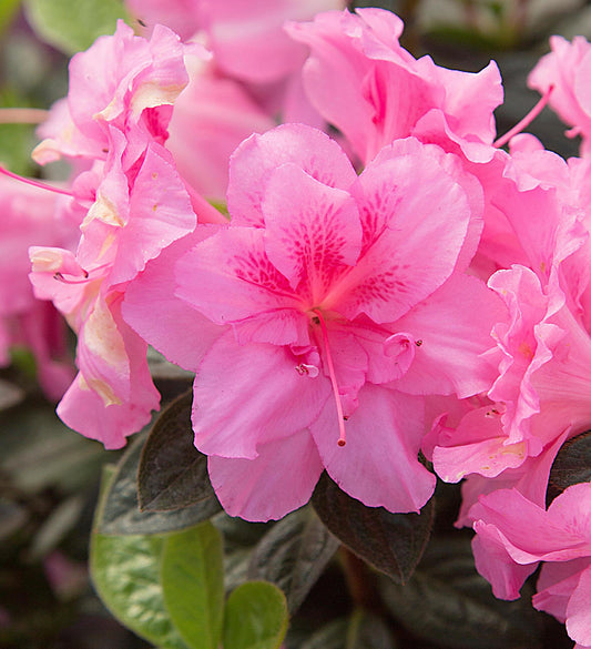 Azalea Encore Autumn Carnation ®