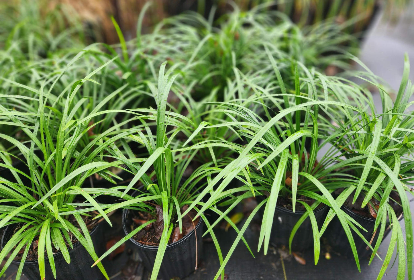 Liriope Super Blue