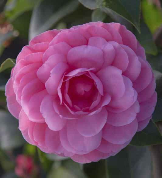 Southern Living Early Wonder ® Camellia