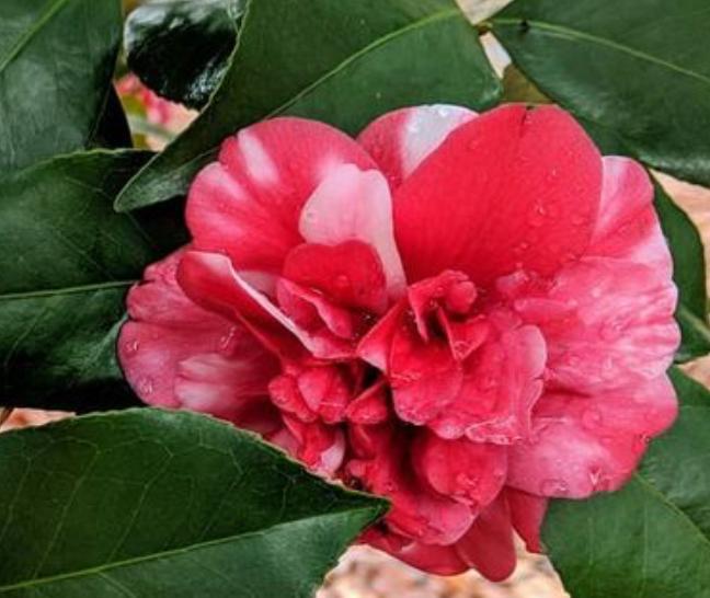 Camellia J. Colonial Dame