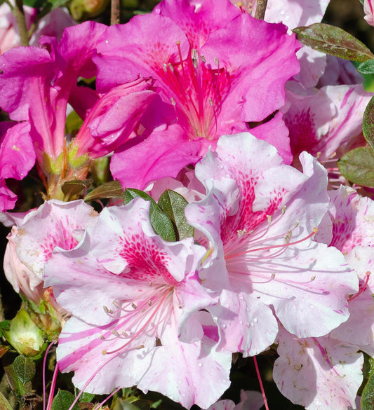 Azalea Encore Autumn Twist ®