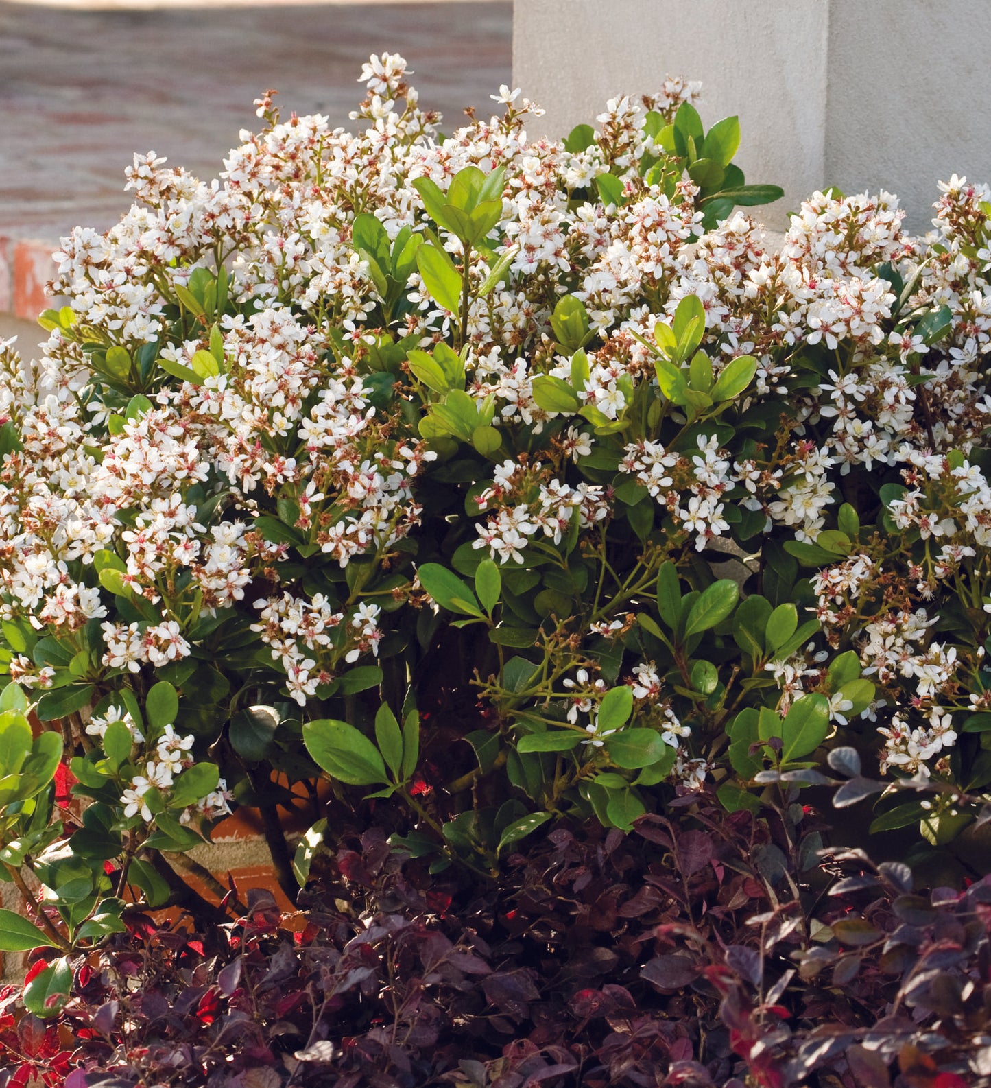 Southern Living Clean Sweep ™ Snow Bank ™ Indian Hawthorne