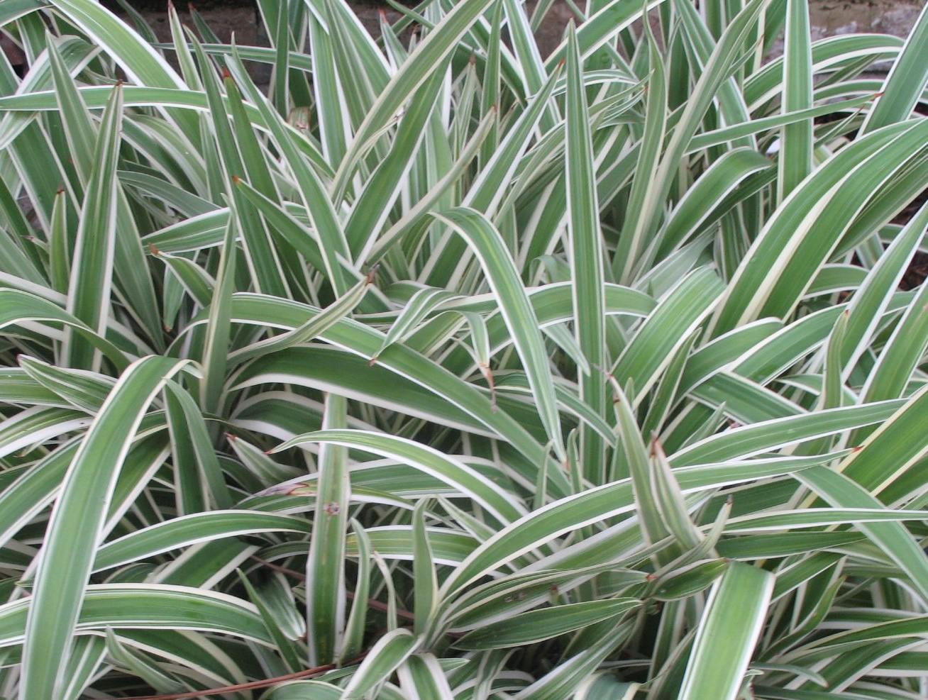 Dianella Flax Lily Variegated