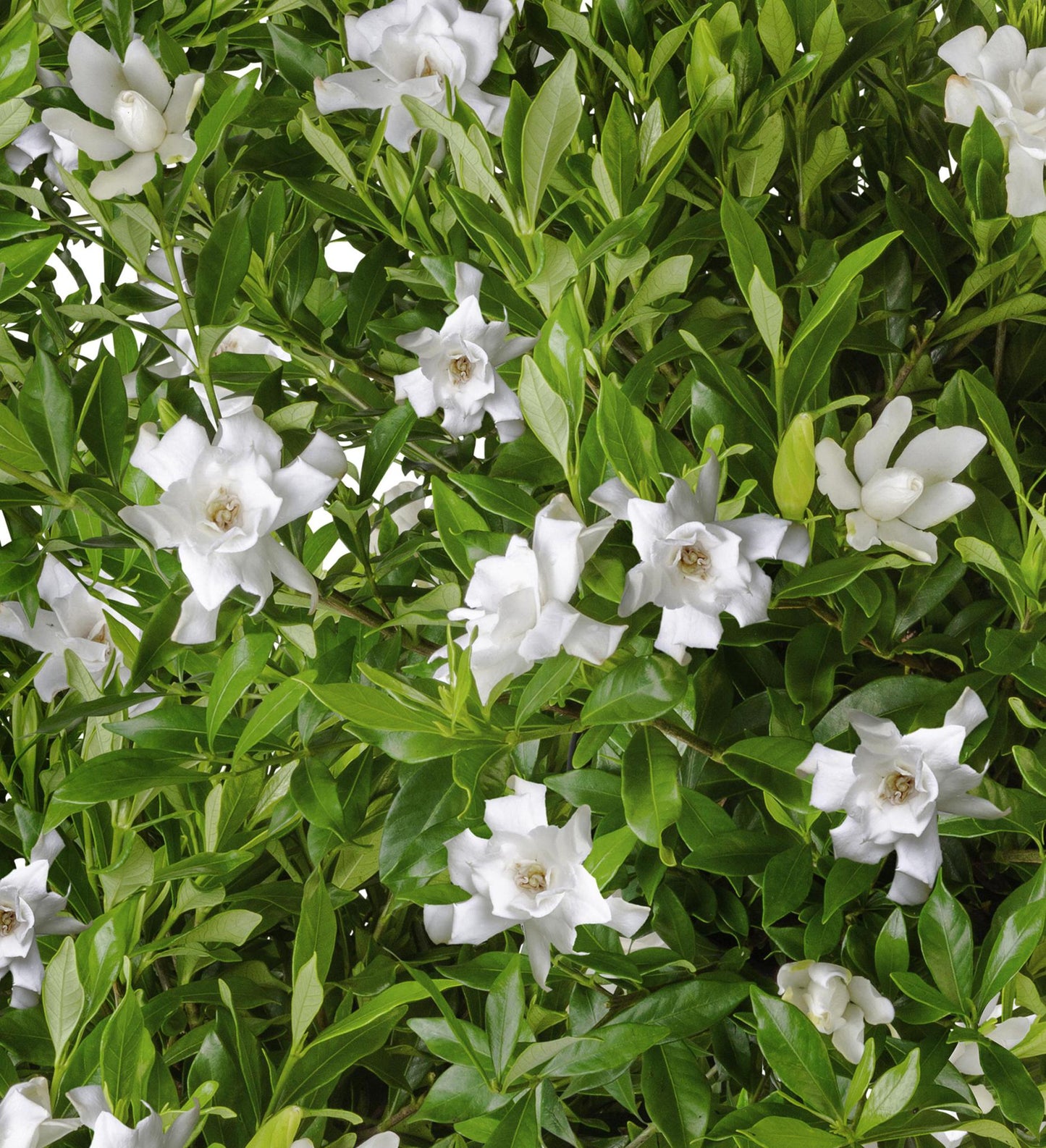 Southern Living Fool Proof ™  Gardenia