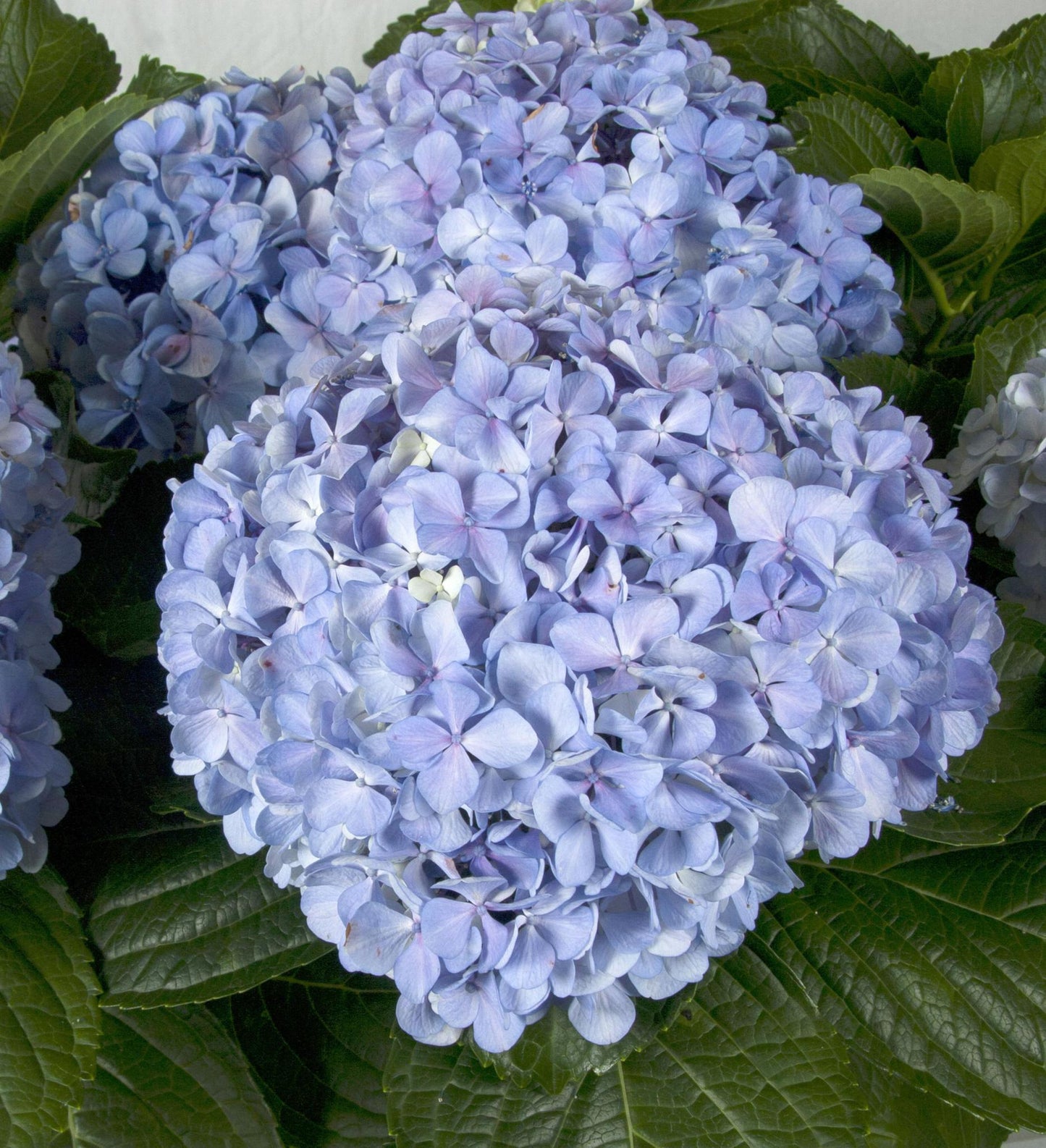 Southern Living Big Daddy Hydrangea