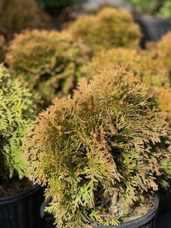 Arborvitae Tom Thumb