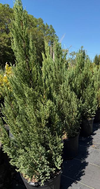 Juniperus chinensis Blue Point