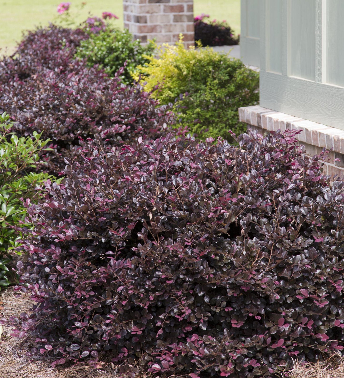 Southern Living Purple Diamond ® Semi-dwarf Loropetalum