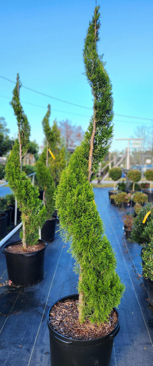 Brodie Juniper Spiral