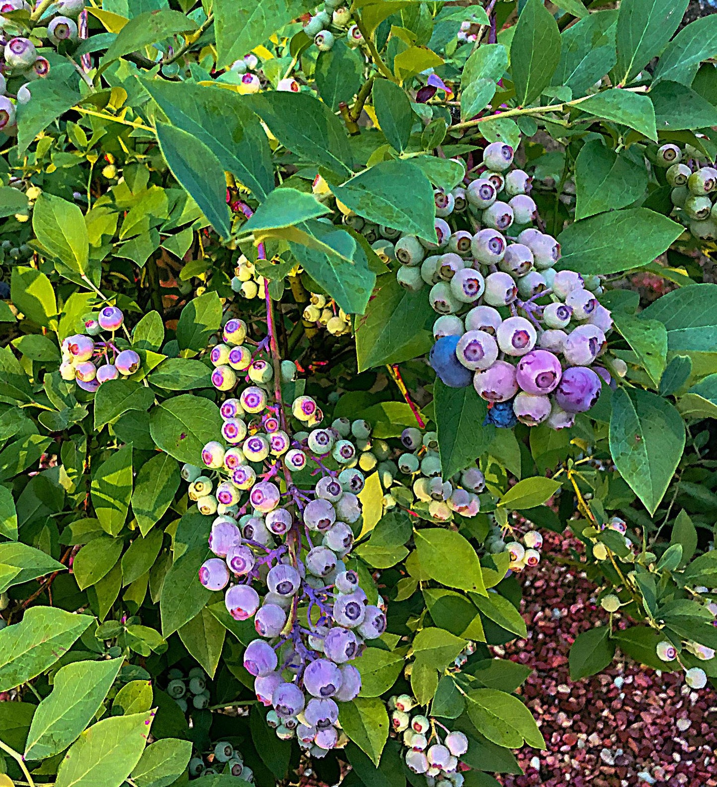 Southern Living Downhome Harvest ® Blueberries