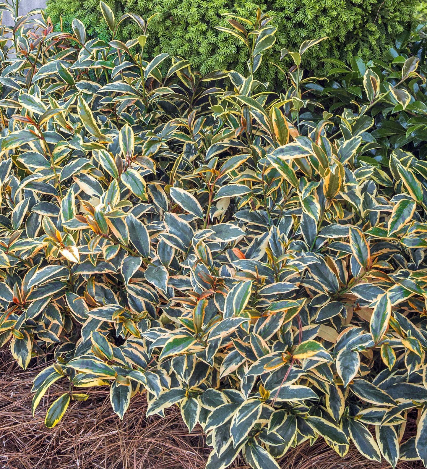 Southern Living Romeo ™ Cleyera Variegated