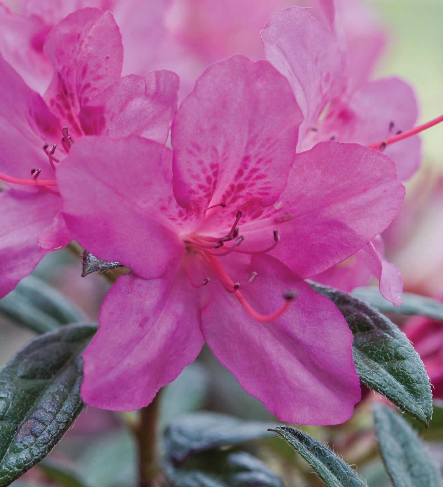 Azalea Encore Autumn Amethyst ®