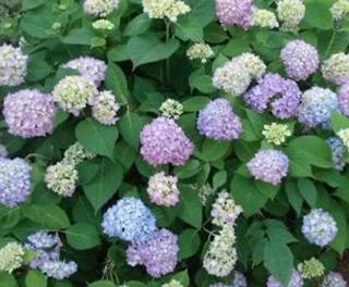 Penny Mac Hydrangea Macrophylla