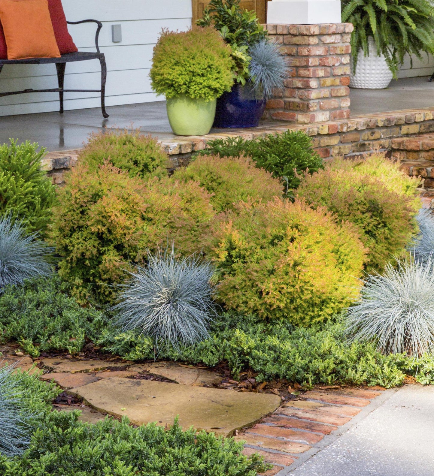 Southern Living Fire Chief ™ Arborvitae