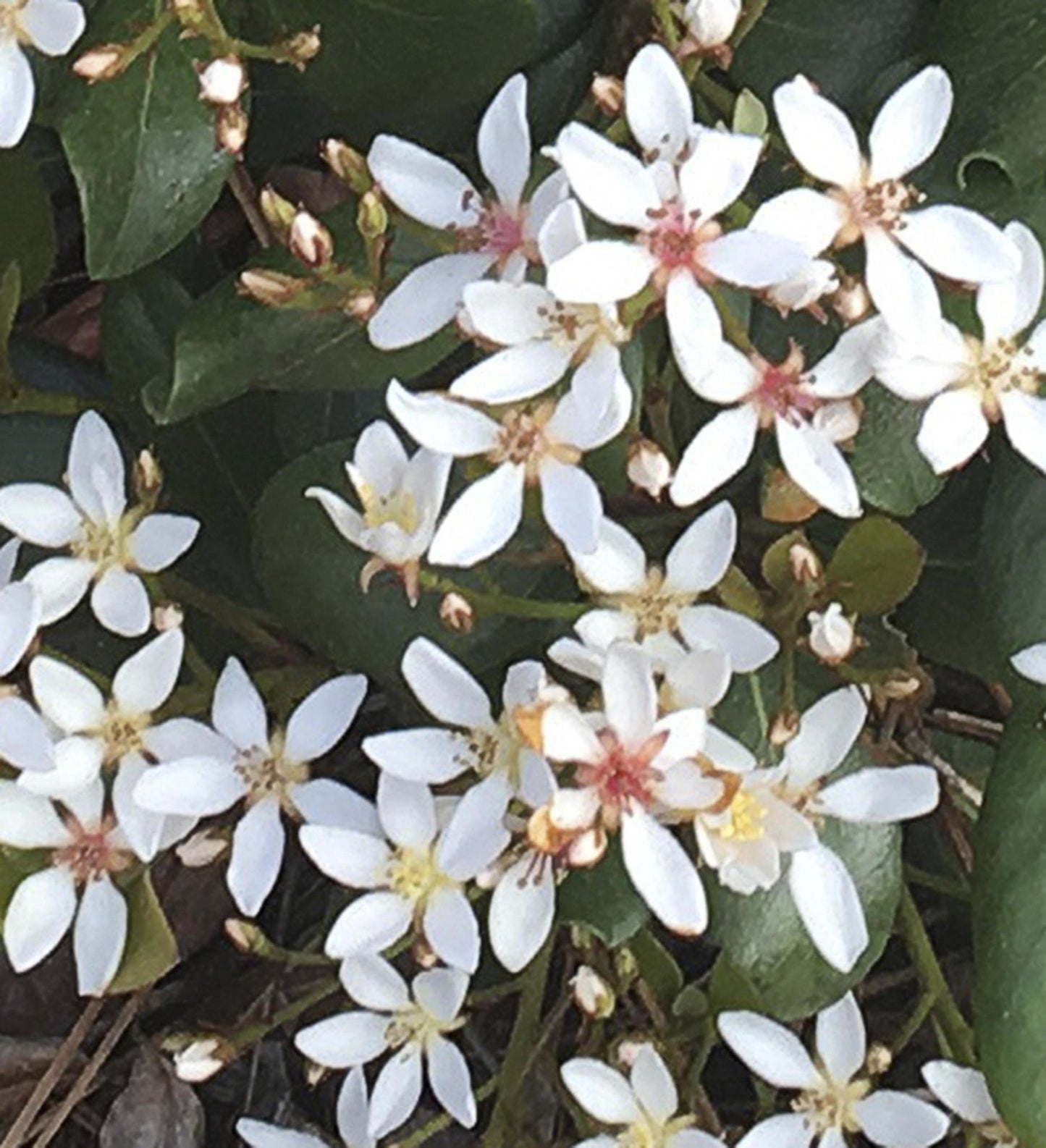 Southern Living Clean Sweep ™ Snow Bank ™ Indian Hawthorne