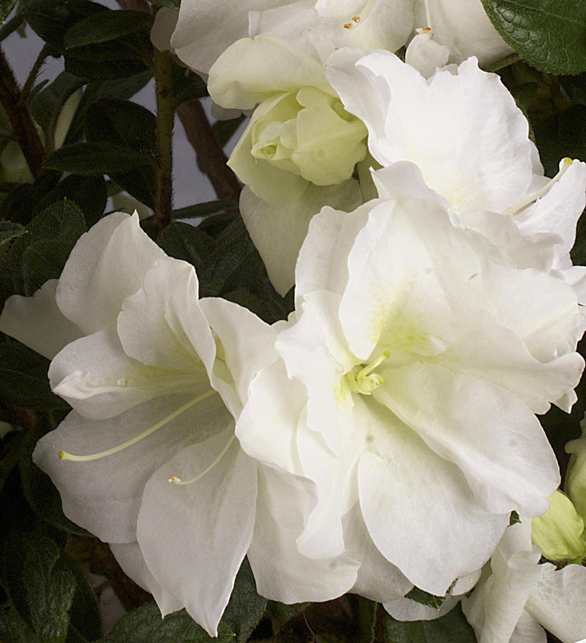 Azalea Encore Autumn Moonlight ® – A Bloom Garden Center