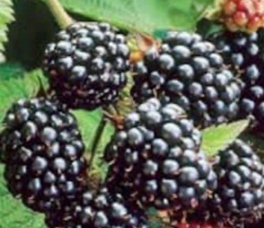 Blackberry Vine