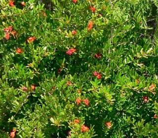 Pomegranate Shrub