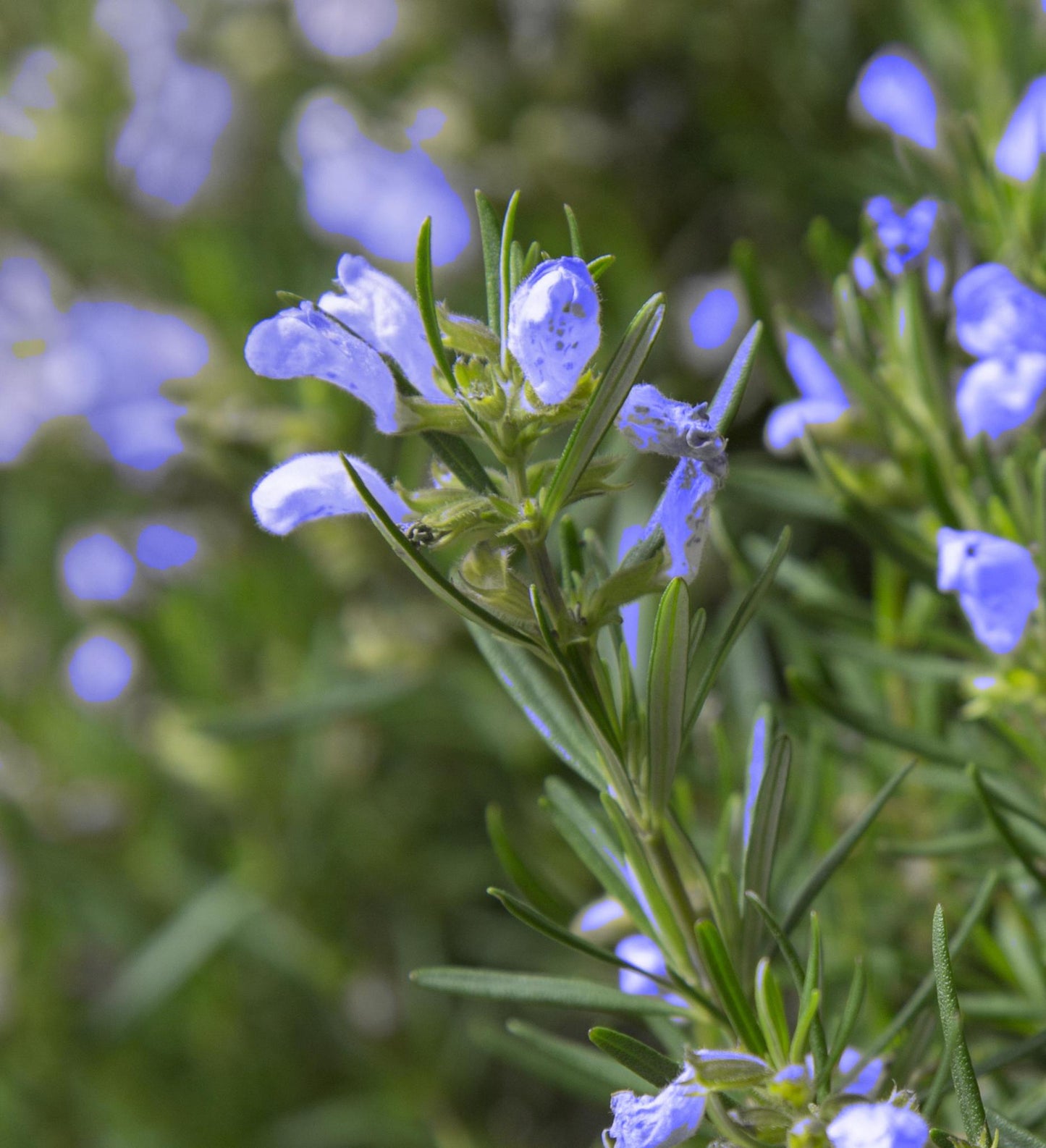 Southern Living Culinary Rosemary Chef's Choice