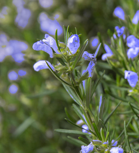 Southern Living Culinary Rosemary Chef's Choice