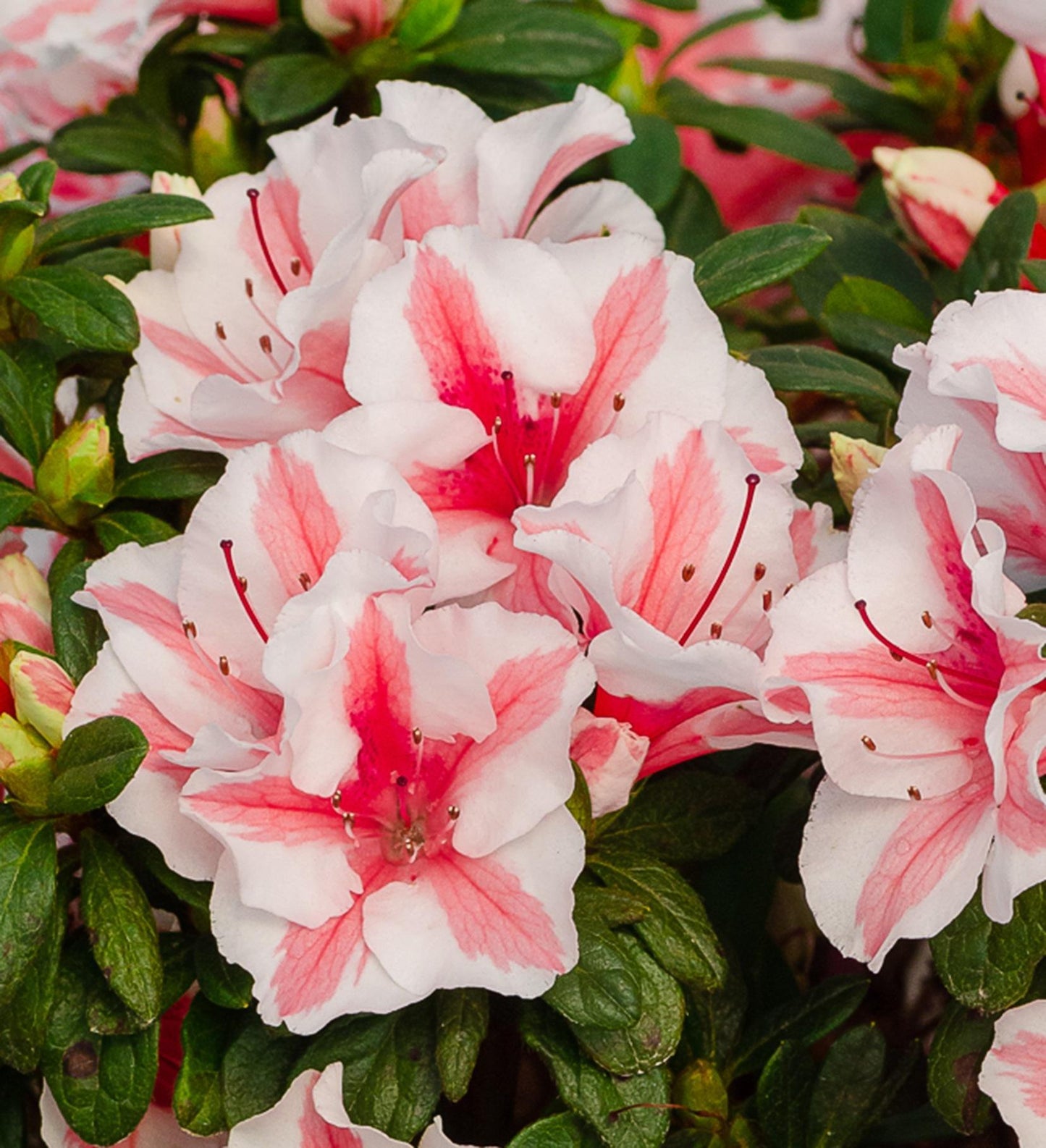 Azalea Encore Autumn Starlburst ®