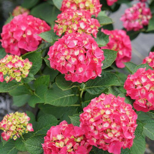 Proven Winners Wee Bit Giddy® Hydrangea