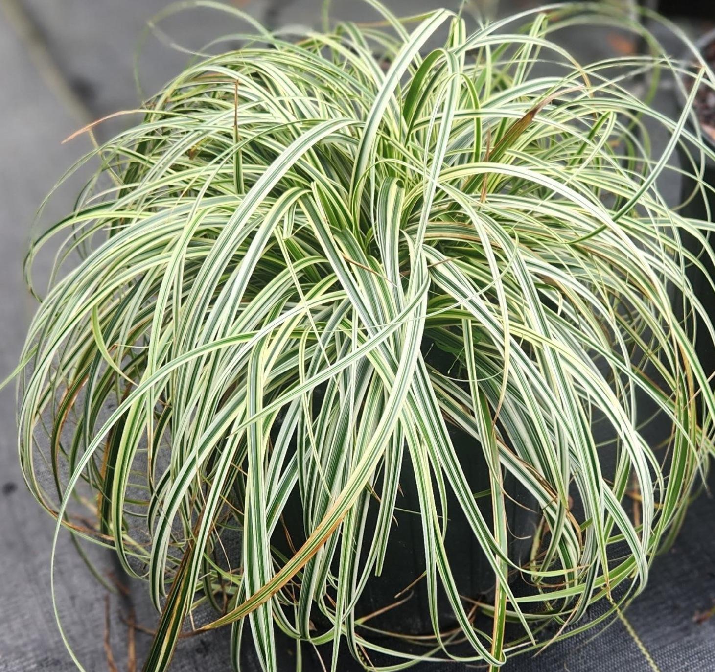 Carex Feather Falls – A Bloom Garden Center