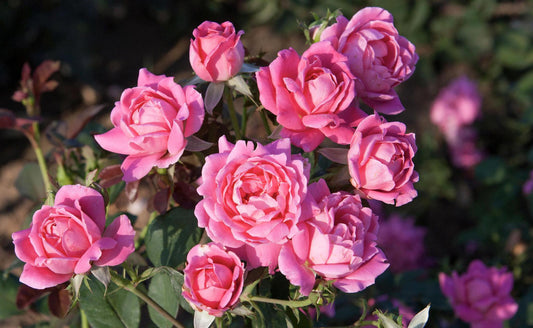 Knock - Out® Rose Double Pink