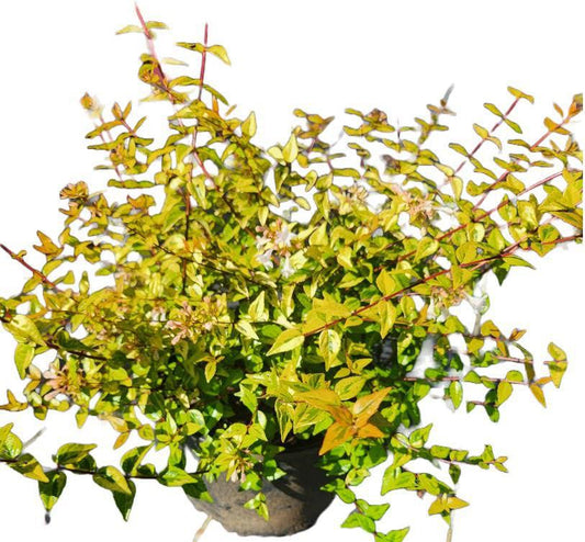 Abelia x grandiflora Francis Mason