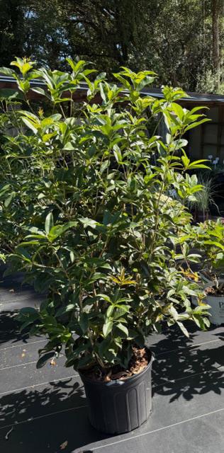 Sweet Olive Osmanthus Fragrans
