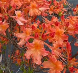 Native Azalea Rhododendron 3 gal
