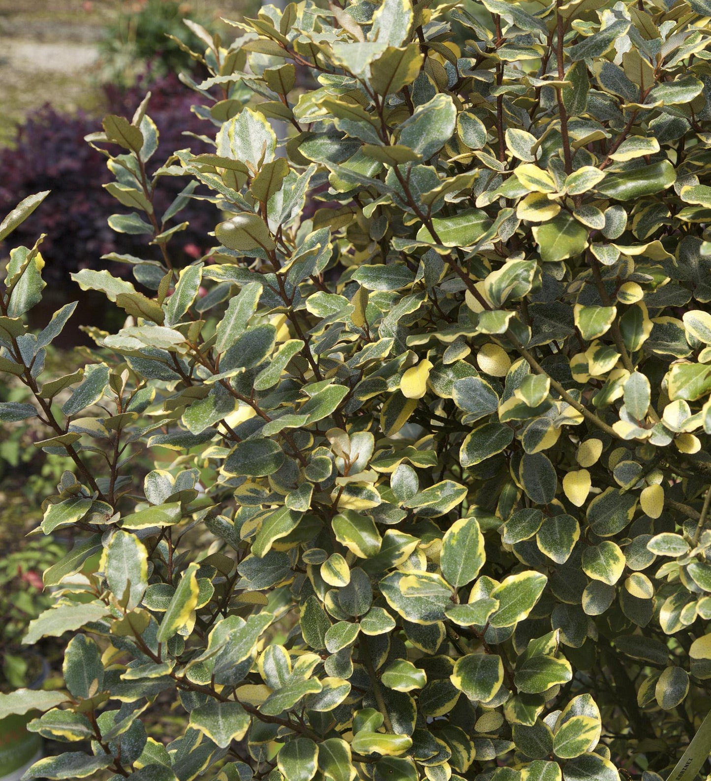 Southern Living Olive Martini™ Elaeagnus