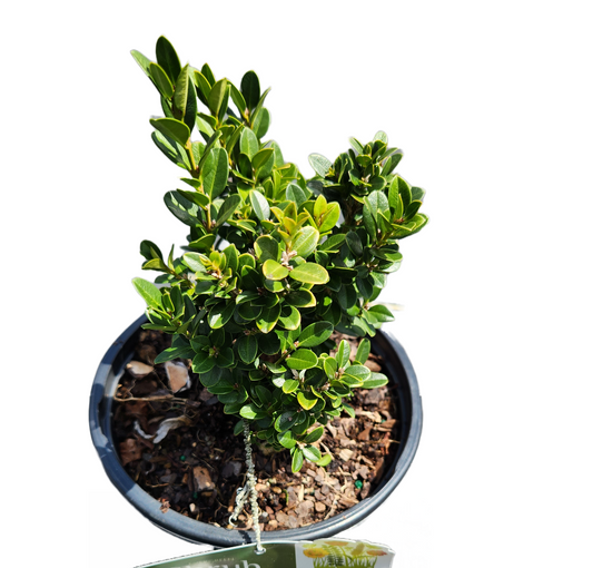 Boxwood / Buxus Little Missy Star ® Roses and Plants
