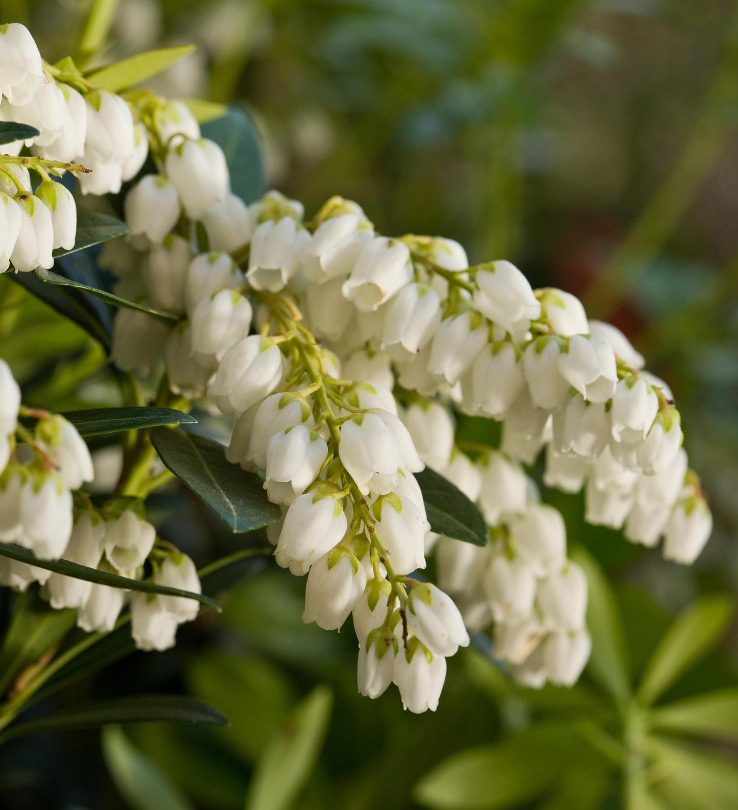 Mountain Snow ™ Pieris