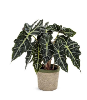 Leafjoy™ Alocasia