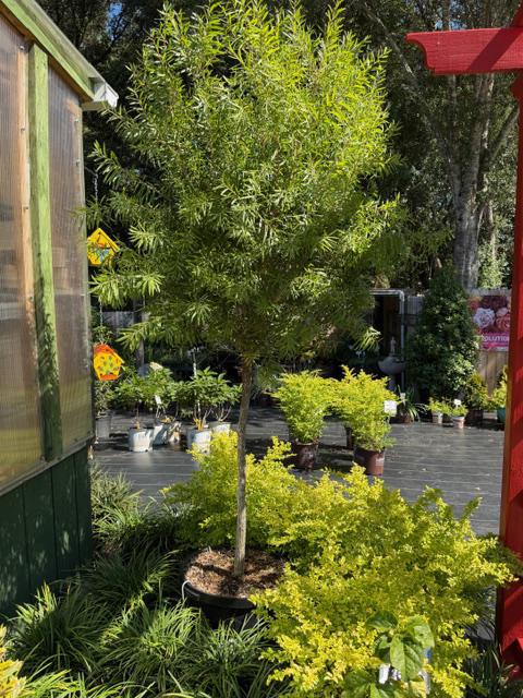 Bottlebrush Standard Tree Red Cluster