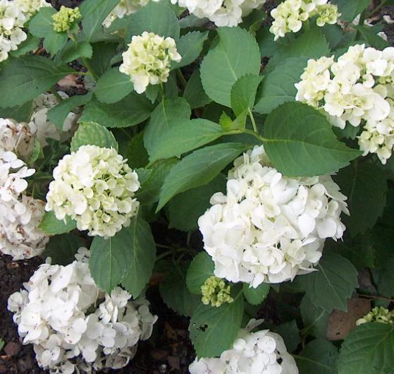 Hydrangea M. Sister Theresa