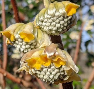 Edgeworthia Chrysantha