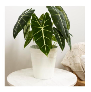 Leafjoy™ Alocasia