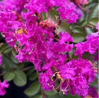 Crape Myrtle Velma's Royal Delight Purple