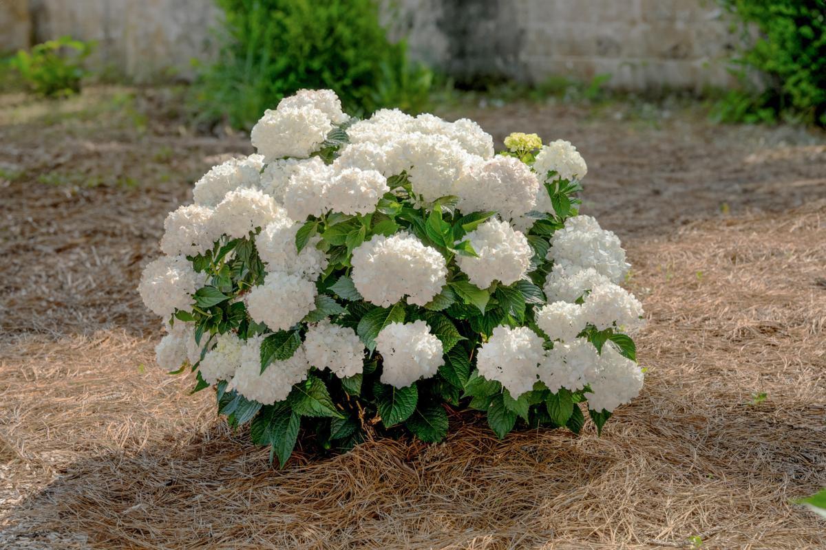 Endless Summer® Dream Cloud® Hydrangea