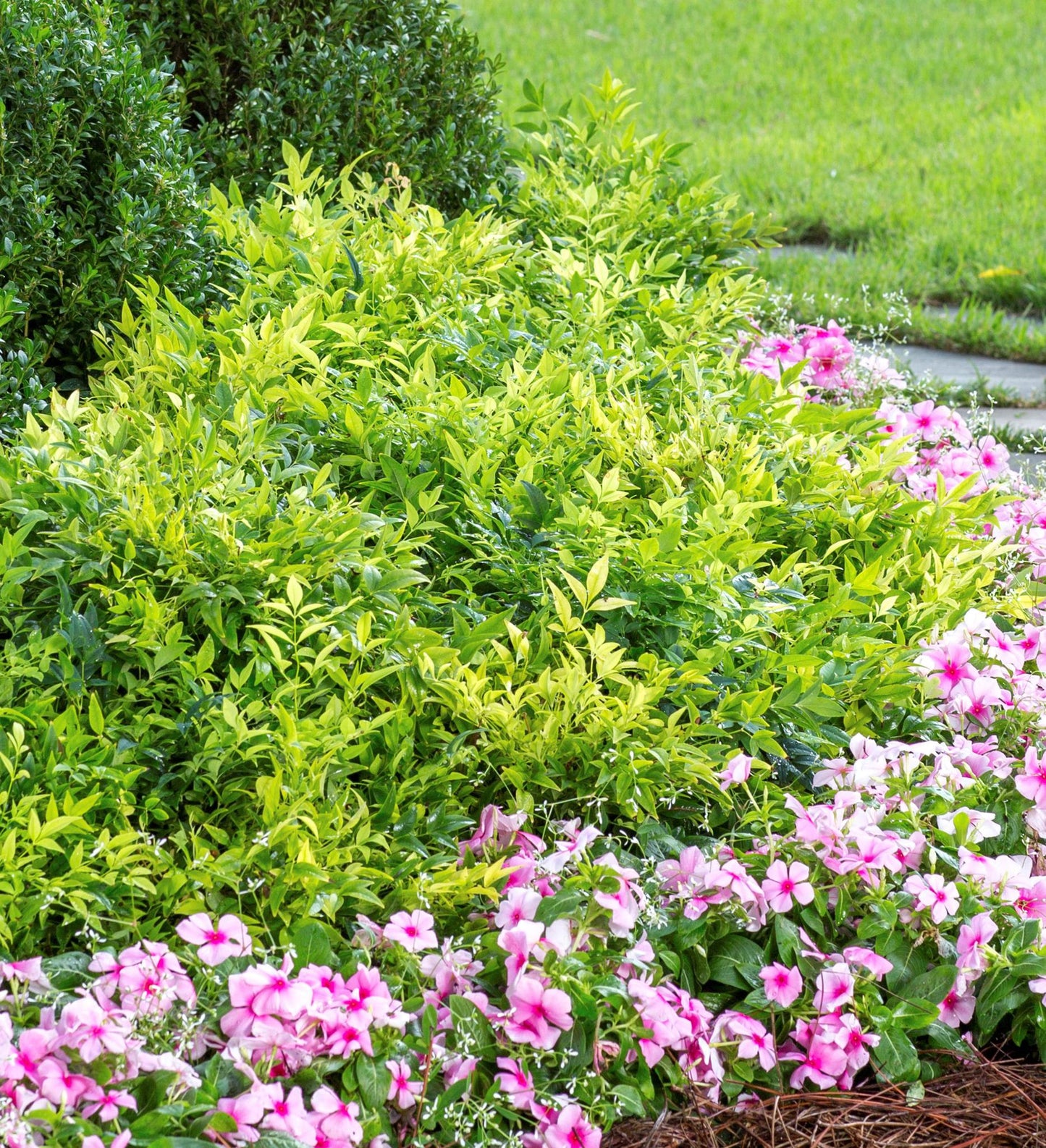 Southern Living Lemon-Lime Nandina