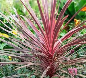 Southern Living Charlie Boy™ Cordyline