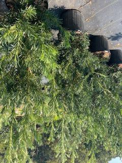 Japanese Yew